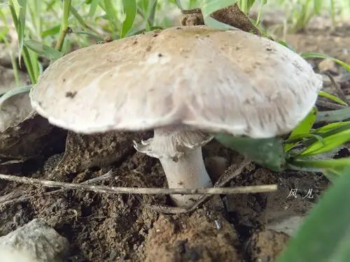 我的照片书  | 本文转载自风儿《(原创)植物识别(622)灰环口蘑》