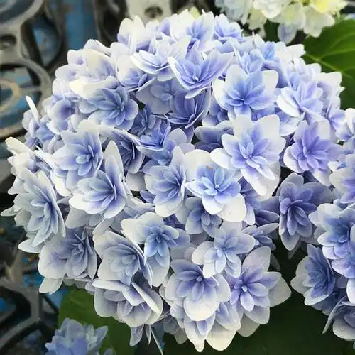 首页 下载app                          种花王大爷 辉夜姬绣球花苗