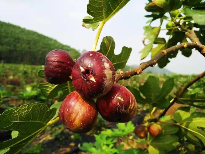 鲜艳欲滴的"无花果"熟了