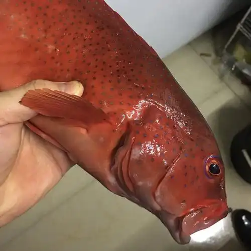 共805 件红石斑鱼相关商品