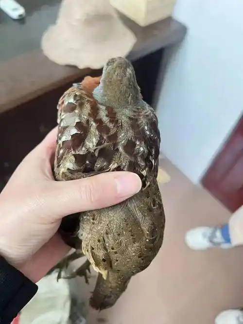 抓获涉嫌非法狩猎国家"三有"保护动物灰胸竹鸡犯罪嫌疑人1名,缴获诱捕