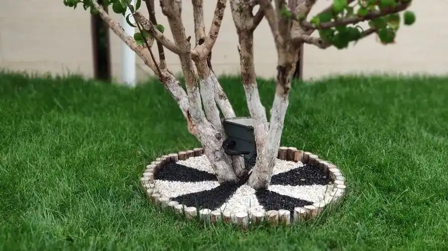 树坑美化黑白相间的石子俏皮地围绕着木桩伴着边上的嫩绿,生机盎然当