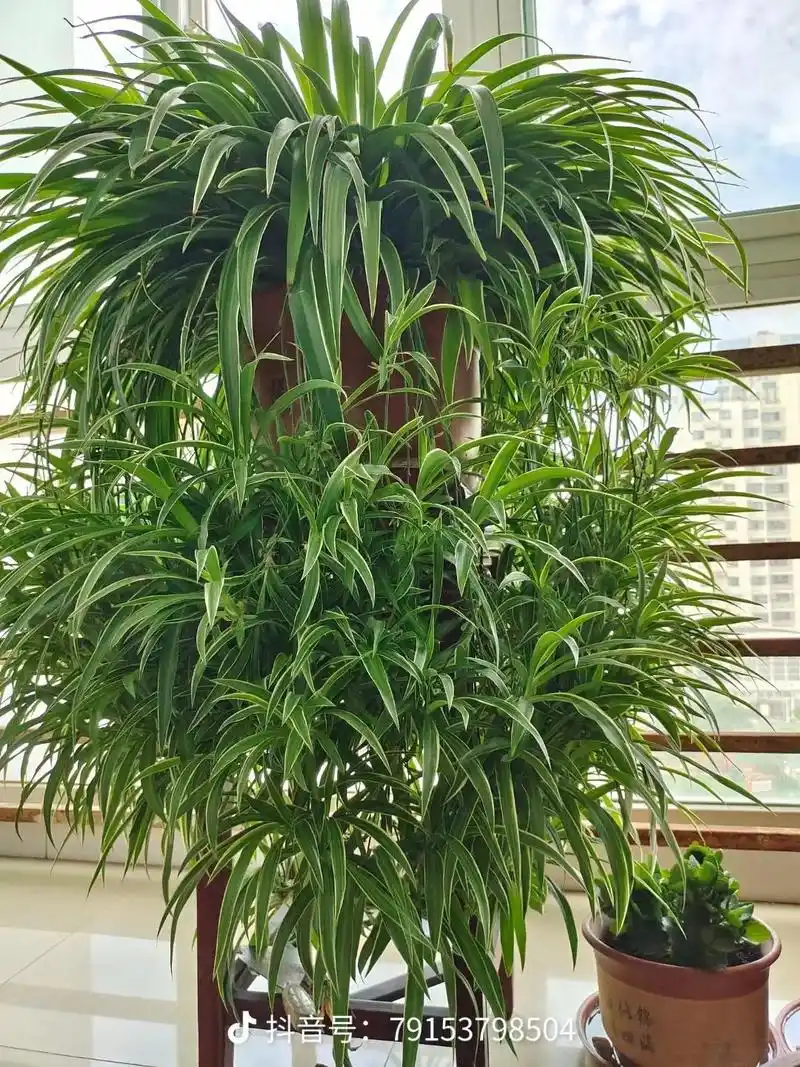 适合室内摆放的花卉盆栽推荐 #花卉绿植 #爱生活爱养花 # - 抖音