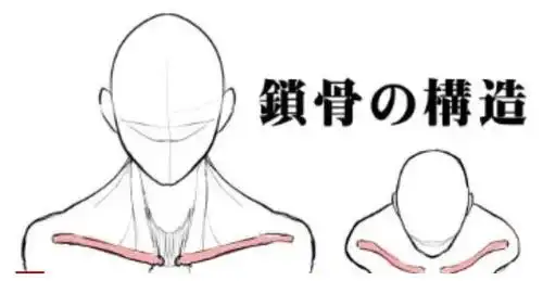 女性的锁骨怎么画?教你如何画好人体锁骨结构的绘画技巧!