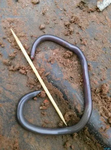 再次发现,最小的蛇