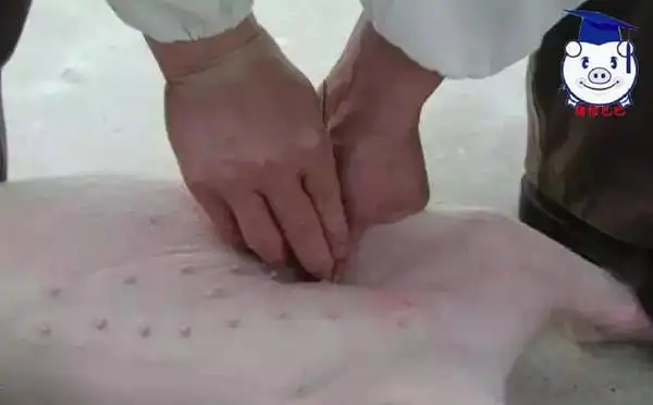 再次进行消毒(可以用5%碘酊棉球对小母猪的手术部位进行擦拭)步骤八