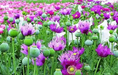 毒品害人,我们必须记住,千万不要触碰.