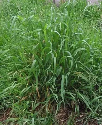 常被用来当作牧草的偃麦草