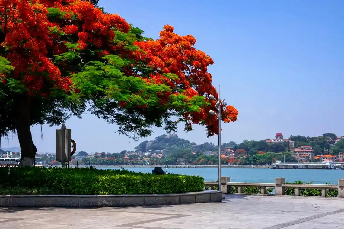 厦门街头凤凰花盛开 厦门市凤凰花盛花期将从5月下旬持续到6月 - 抖音