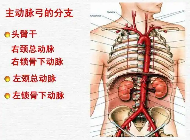 (网络图,仅供参考)"左锁骨动脉闭塞综合征"是指在锁骨下动脉或头臂干