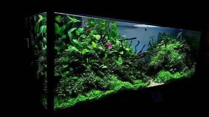 一个"设备控"玩家的1米5大草缸,令人叹为观止_造景