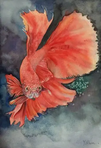 artand艺术家,一位爱鱼15年的画者