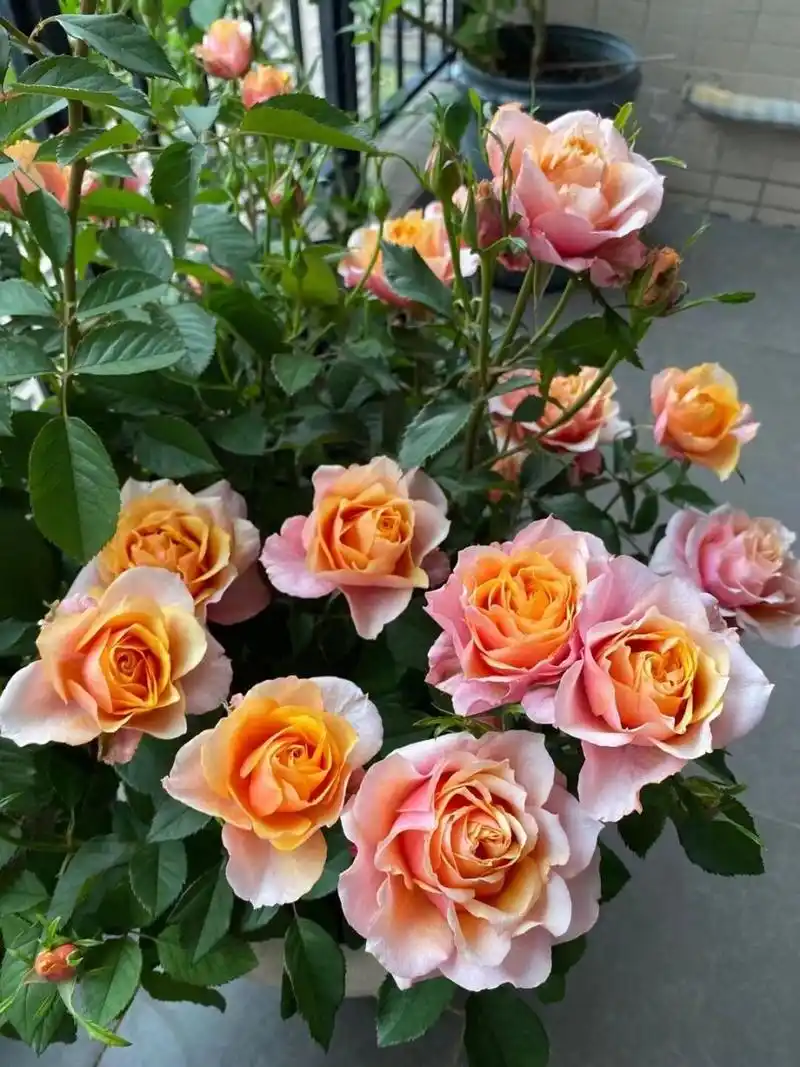 阳台养月季,品种篇之～大花微月艾帕索          艾帕索是一款花径