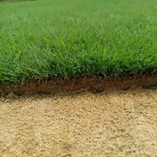 混播草坪多年生黑麦草园林绿化护坡四季青百慕大狗牙根高羊茅草皮