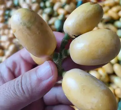 首页-种植长蕊甜菜-交流长蕊甜菜种植技术-长蕊甜菜苗木价格-云南