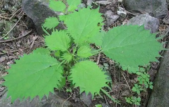 农村常见的这几种毒草,遇见了一定要躲开