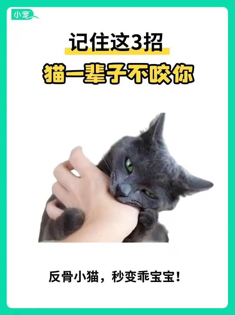 猫咪爱咬人? 这3招,让猫咪一辈子不咬你.家有爱咬人的小猫咪 - 抖音
