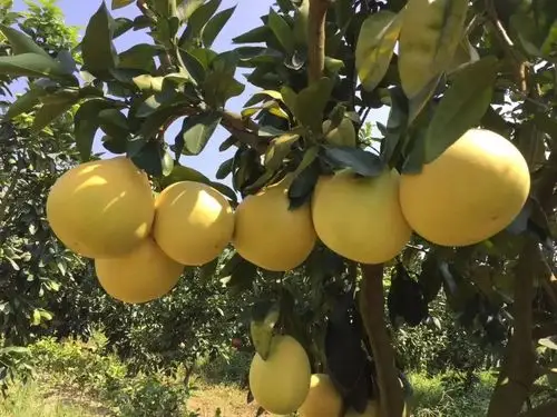 500年的坚守每代人的琯溪蜜柚