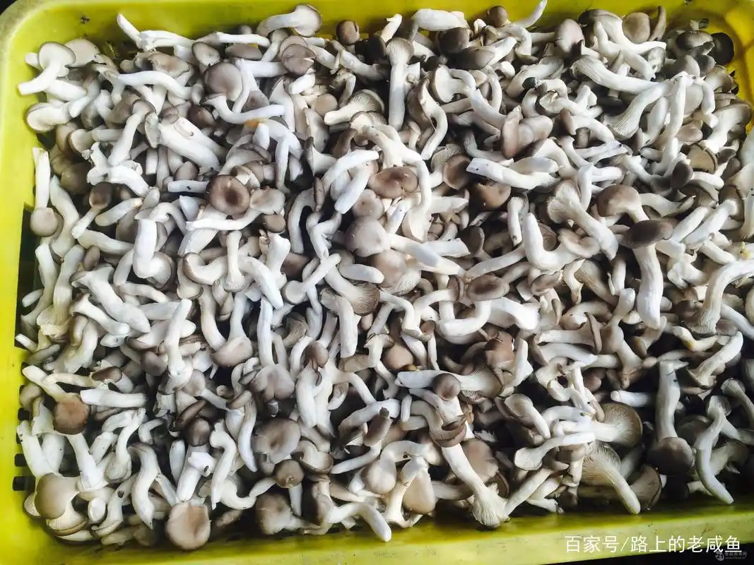 金堂特产|金堂姬菇