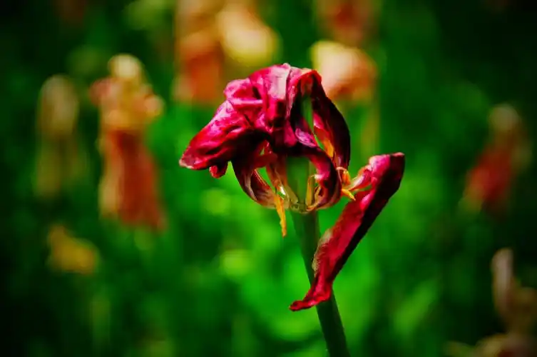 长春公园枯萎郁金香花