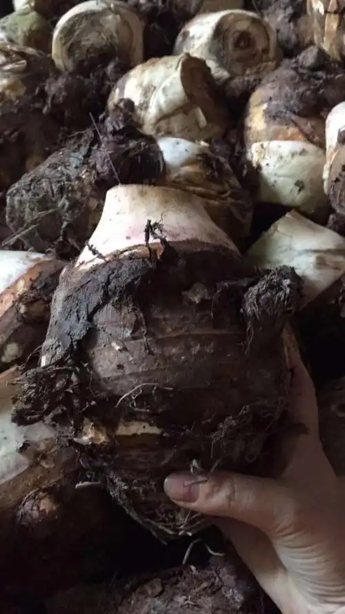 据了解,奉化区目前有近3000亩奉化芋艿头种植面积.