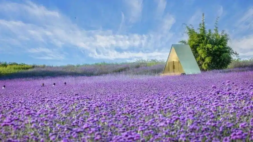 太美了成都这几处紫色花海堪比普罗旺斯