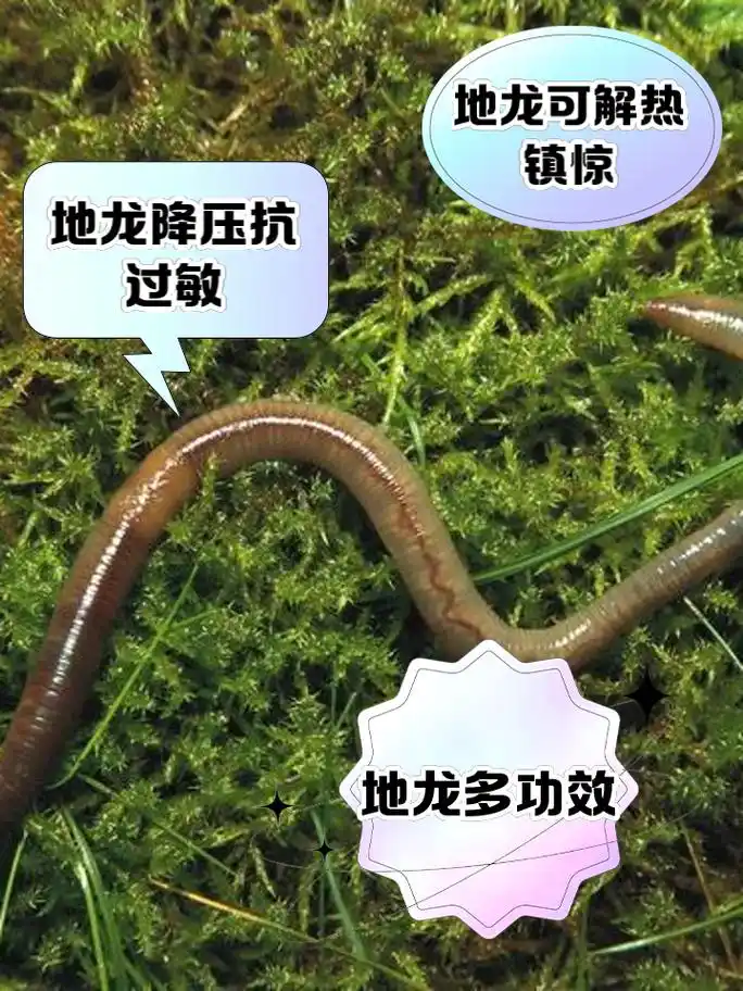 蚯蚓的功效与作用