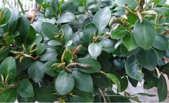 小叶榕叶子发黄怎么回事?