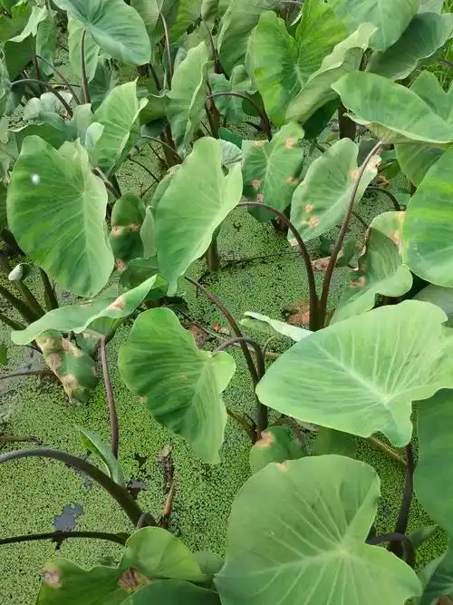 芋头叶片有斑点后整片叶子坏掉是什么原因引起的怎么治疗