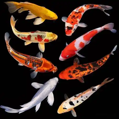 每条锦鲤都拥有自身独特的花纹,锦鲤生存到现在,已经演变出 100 多个