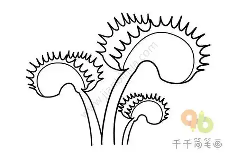 捕蝇草简笔画 捕蝇草简笔画图片