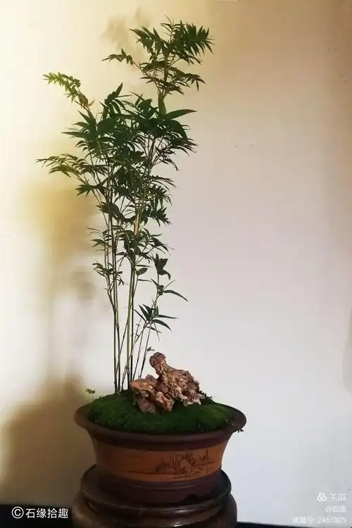 竹影秋风——一盆竹草盆景的制作