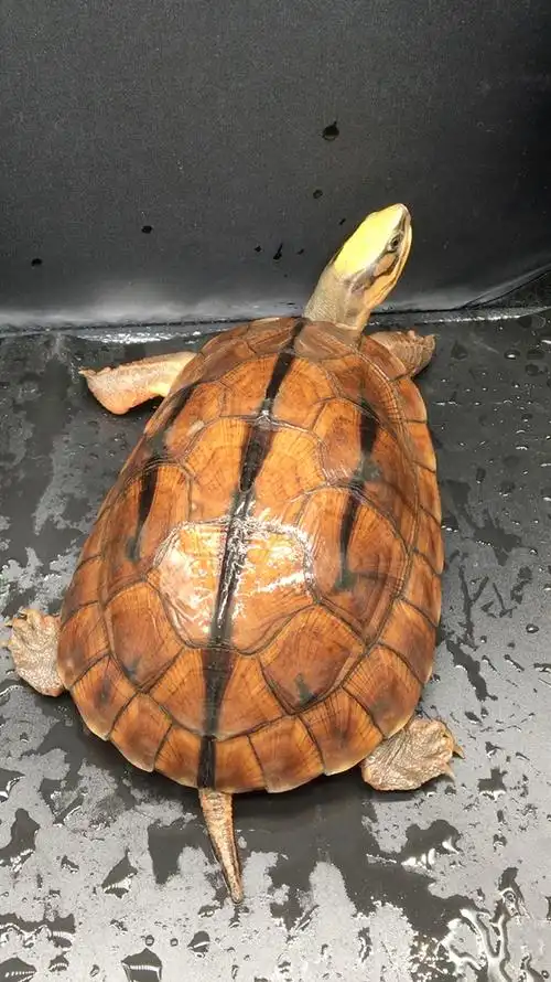 精品香蕉头海南西线大黄头母,头黄颈黄壳黄红肉,少有精品,观赏价值高