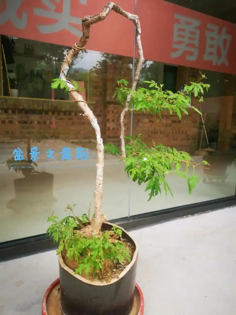 黄荆盆景一般出自下山桩,由于其枝条(也就是我们说的荆条)柔软有韧性