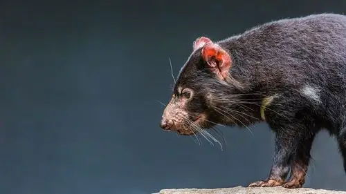tasmanian devil milk fights superbugs 袋獾乳汁可对抗"超级