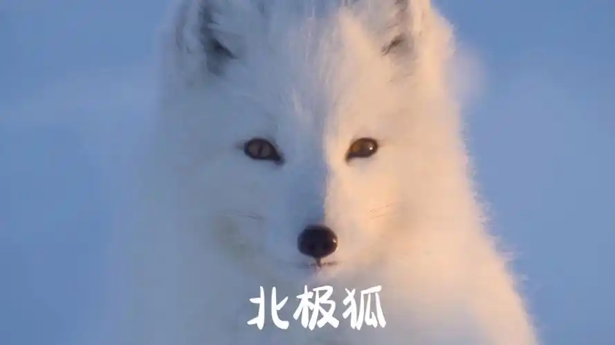 可可爱爱的北极狐的相亲路