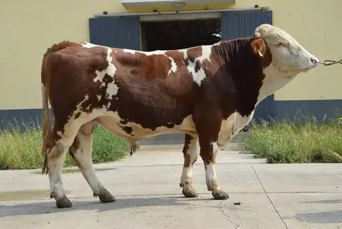 22214035西门塔尔种牛