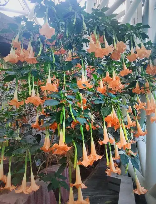 曼陀罗:佛门之花的神秘语录 🌸