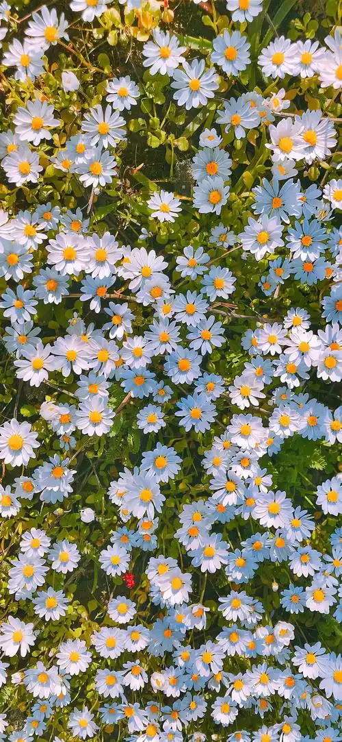 你的小雏菊来啦