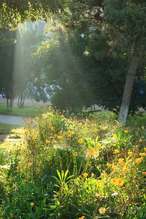 早晨的阳光落在森林上