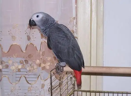 p>非洲灰鹦鹉(学名: i>psittacus erithacus /i>)属于大型鹦鹉,是