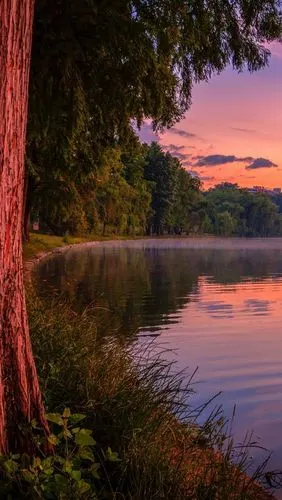 紫色的黄昏,森林,湖泊 640x1136 iphone 5/5s/5c/se 壁纸,图片,背景