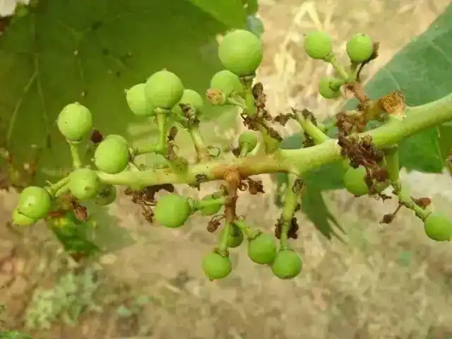 18种葡萄常见病害图谱及防治措施!