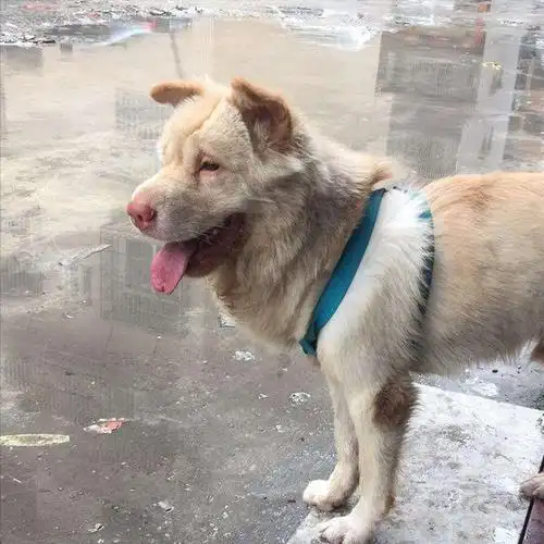 为什么越来越多人养"潮汕大头狗"?网友:养了就不想换狗!