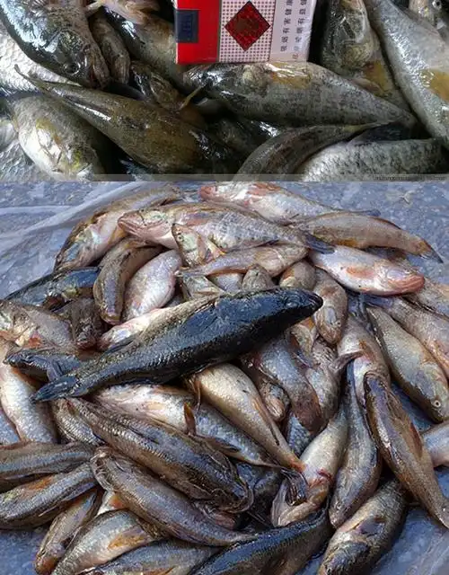 老头鱼黑龙江特产东北河鱼新鲜食用小杂鱼 原味 中大号3斤装(每斤15条