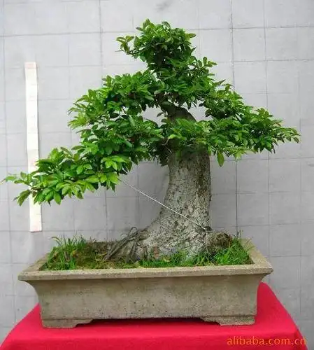 榆树盆景树桩成活后怎么造型的方法