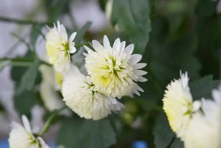 这种菊是什么菊?贡菊吗?