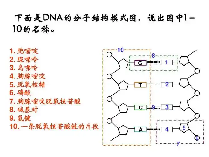 dna分子结构ppt 高中生物必修2 第三章 下面是dna的分子结构模式图
