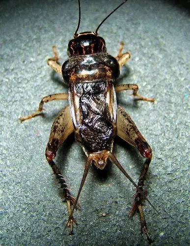 中华斗蟋欣赏之兖州蟋蟀