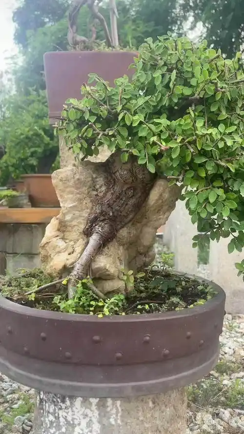 小叶榆树 盆景 盆景艺术 我爱盆景 岭南盆景 榆树-度小视